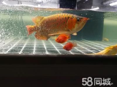 龍魚高端配魚有哪些：幾種適合與龍魚混養的高端配魚 龍魚高端配魚有哪些：幾種適合與龍魚混養的高端配魚 龍魚百科
