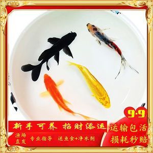 有沒有冷水龍魚苗：冷水魚魚苗供應基地的發展