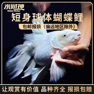 有沒有冷水龍魚苗：冷水魚魚苗供應基地的發展