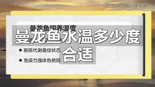 黃曼龍魚好養(yǎng)嗎