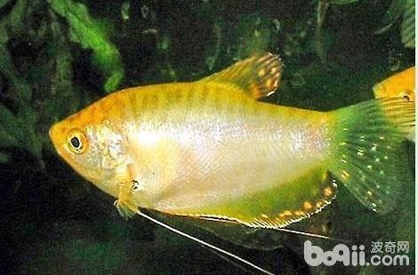 黃曼龍魚好養(yǎng)嗎