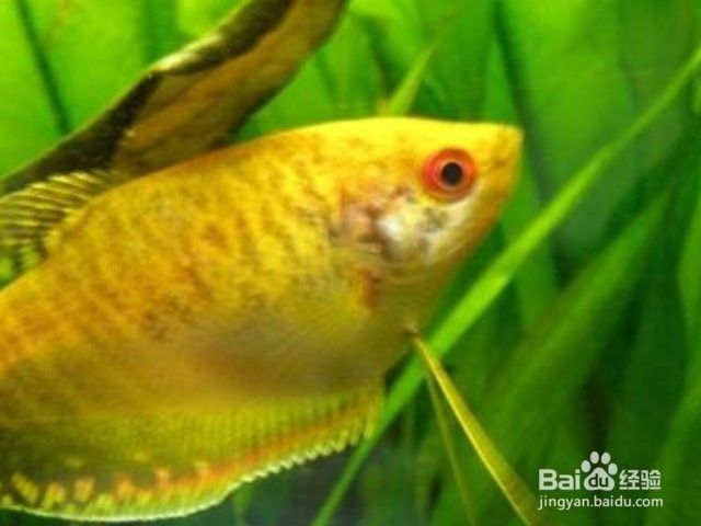 黃曼龍魚好養(yǎng)嗎