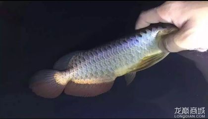 25公分的金龍魚是幾個月的魚