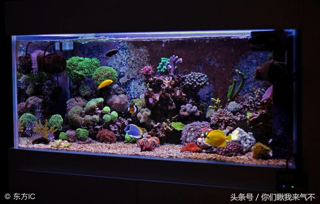 養(yǎng)金龍魚水缸要不要放海鹽？（養(yǎng)金龍魚是否需要放海鹽？）
