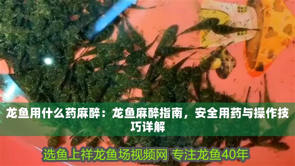 龍魚用什么藥麻醉：龍魚麻醉指南，安全用藥與操作技巧詳解