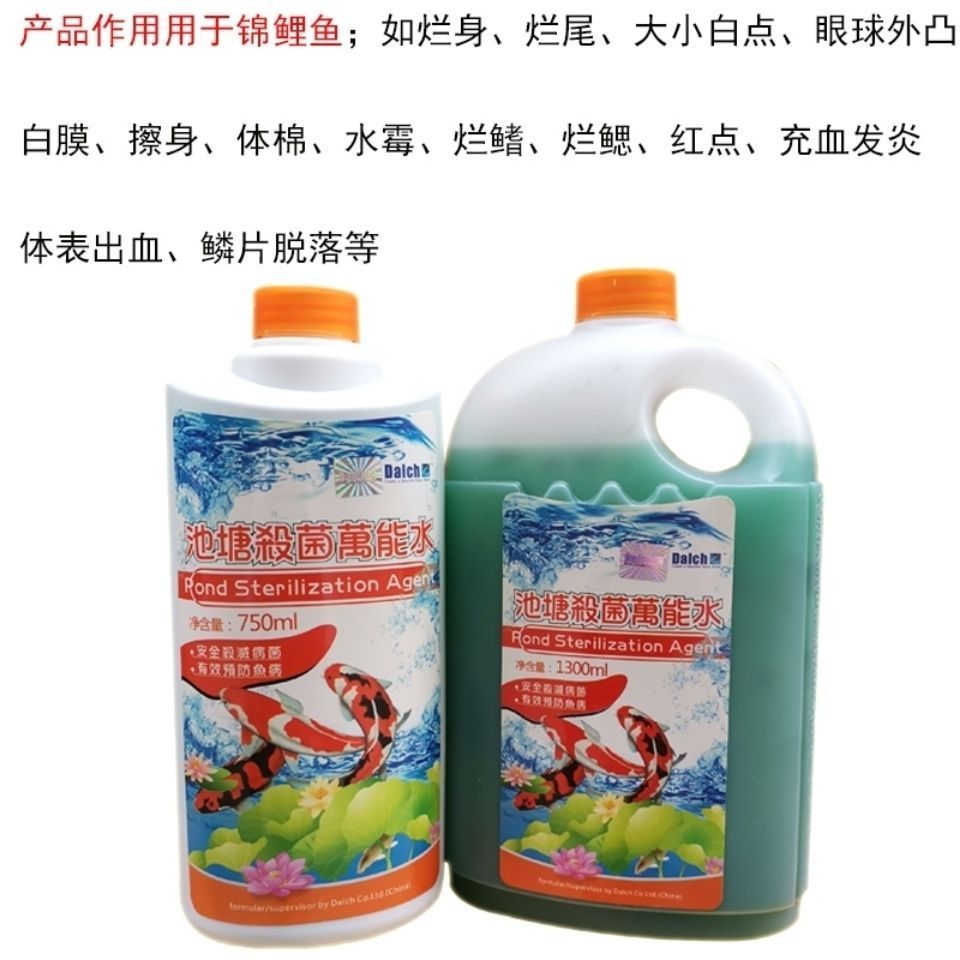 如何預防龍鳳鯉魚白膜病：如何預防龍鳳鯉魚白膜病的發生