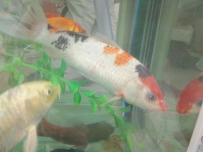 如何預防龍鳳鯉魚白膜病：如何預防龍鳳鯉魚白膜病的發生