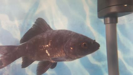 如何預防龍鳳鯉魚白膜病：如何預防龍鳳鯉魚白膜病的發生