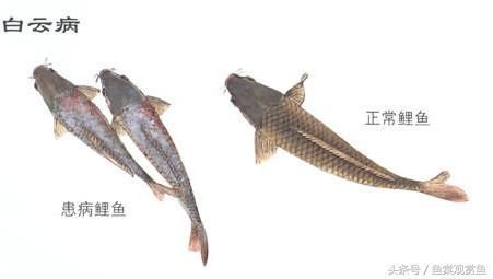 如何預防龍鳳鯉魚白膜病：如何預防龍鳳鯉魚白膜病的發生