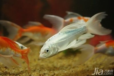 如何預防龍鳳鯉魚白膜病：如何預防龍鳳鯉魚白膜病的發生