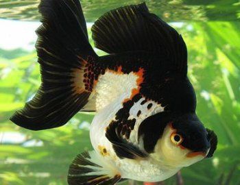 金魚公母區(qū)分圖解