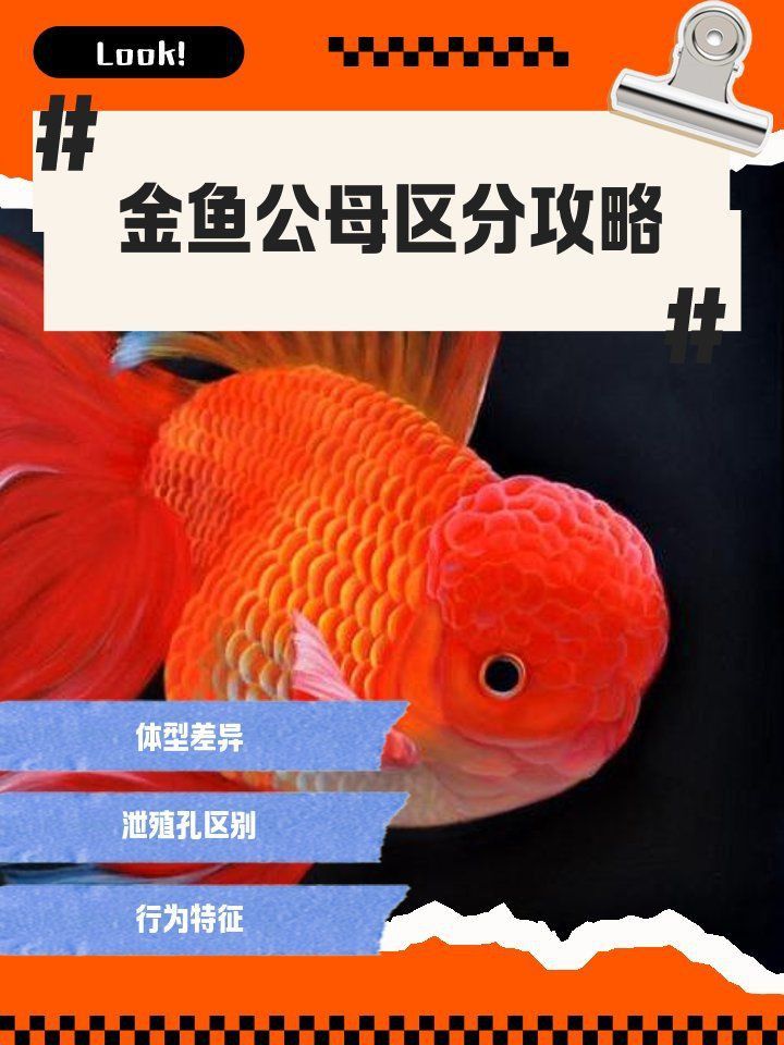 金魚公母區(qū)分圖解