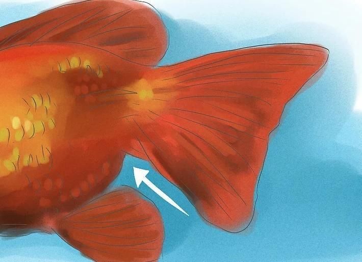 金魚公母區(qū)分圖解