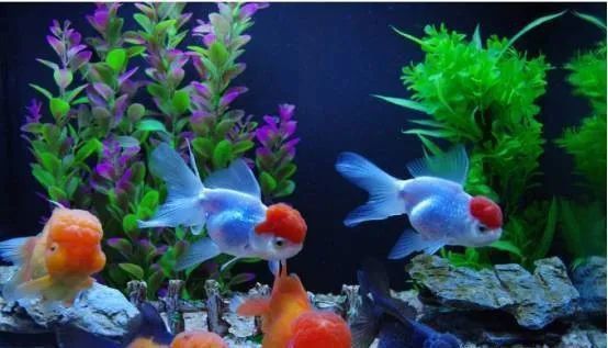 金魚公母區(qū)分圖解