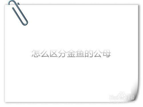 金魚公母區(qū)分圖解