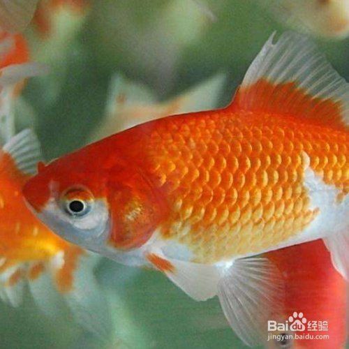金魚公母區(qū)分圖解