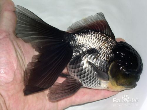 金魚公母區(qū)分圖解