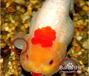 金魚公母區(qū)分圖解