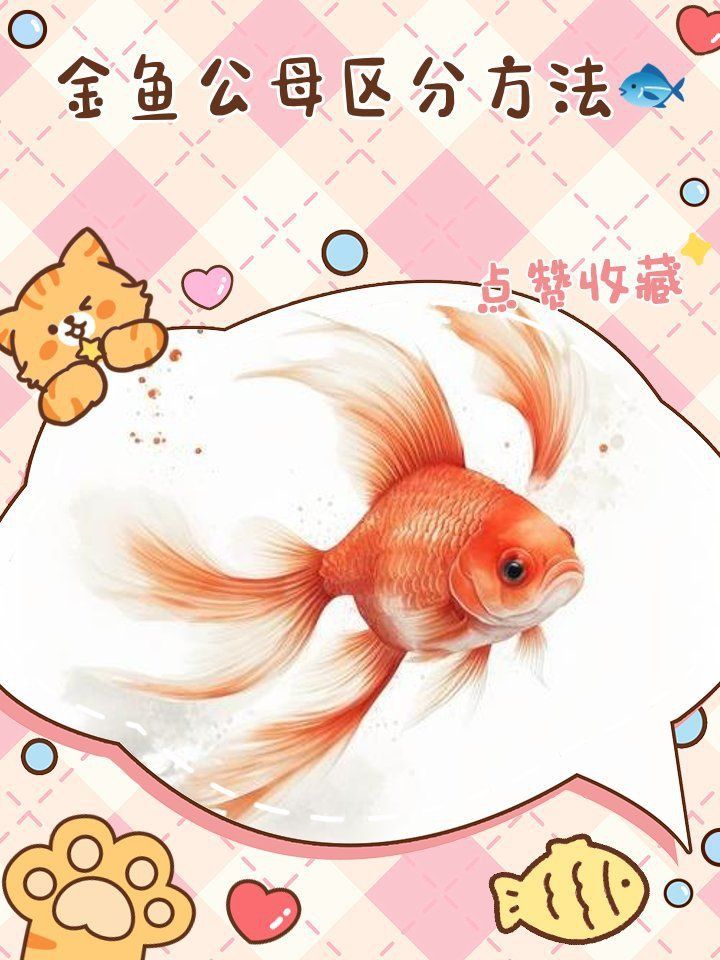 金魚公母區(qū)分圖解