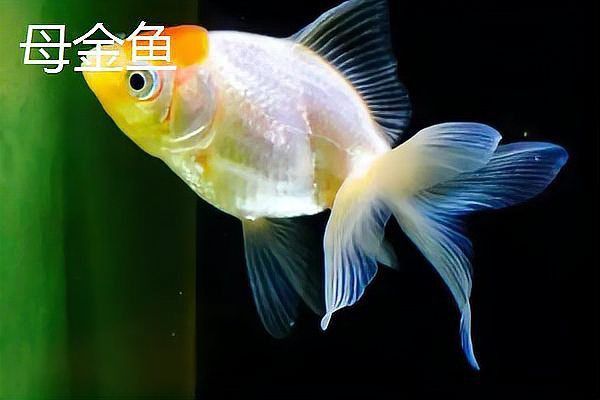 金魚公母區(qū)分圖解