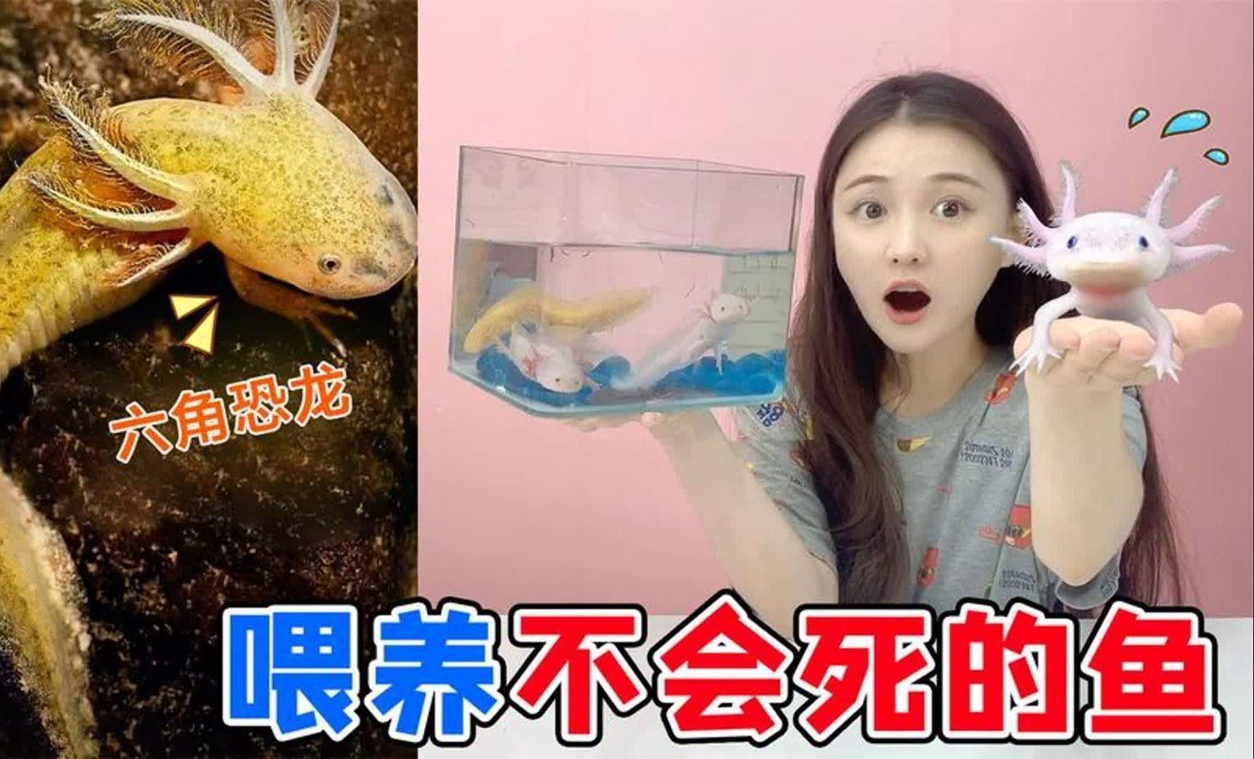 六角恐龍魚人工繁殖需要哪些設備？