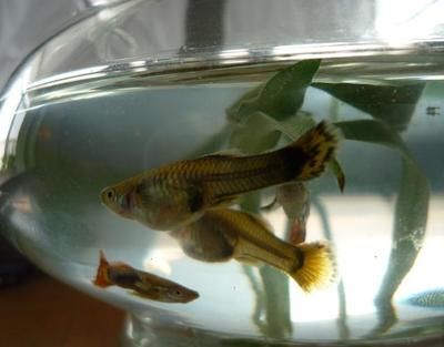 銀龍魚長白毛怎么回事（銀龍魚長白毛怎么辦）