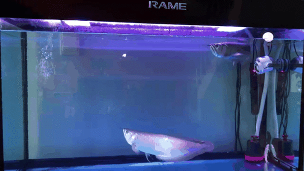 銀龍魚長大的樣子圖片大全 銀龍魚長大的樣子圖片大全 龍魚百科 第25張