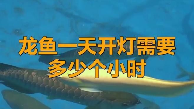 龍魚燈光多久開一次合適？