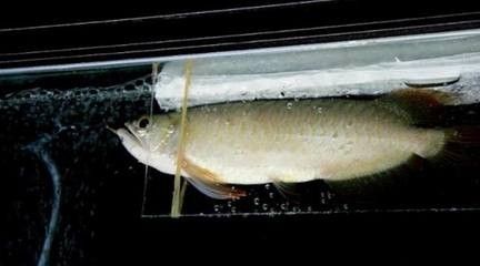 龍魚溫度低翻了：龍魚水溫過低境下的適應(yīng)性問題，如何處理龍魚溫度低翻