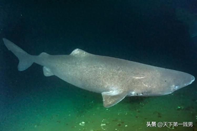 龍魚總是在一個地方不動是為什么：龍魚不動的神秘原因