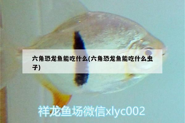 斑馬鴨嘴魚苗繁殖期食物選擇，