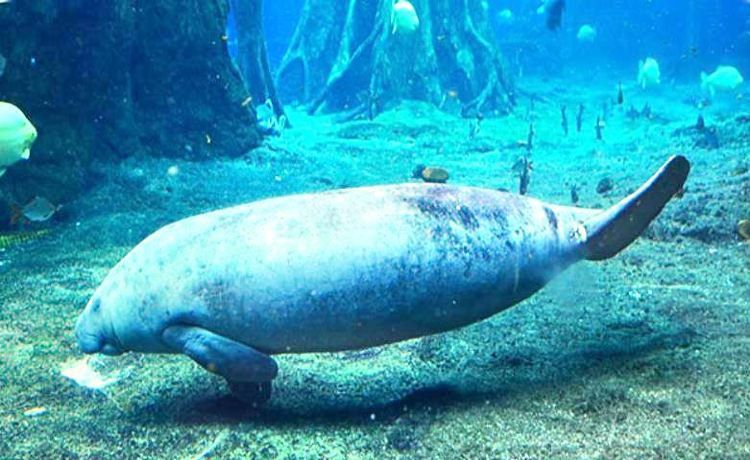 珠海魚缸 首選龍魚世家水族館