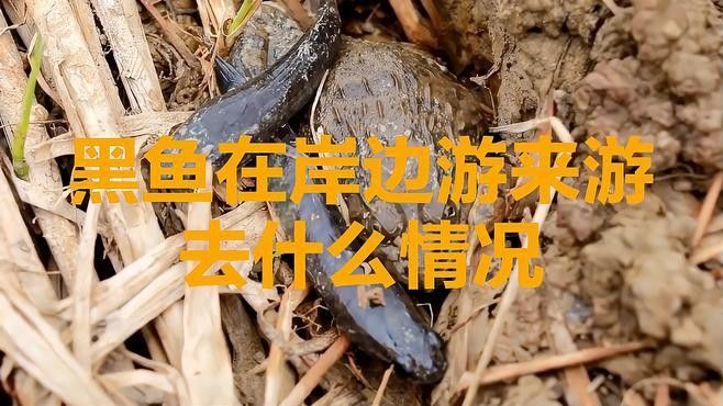 非洲黑龍是不是龍魚的天敵