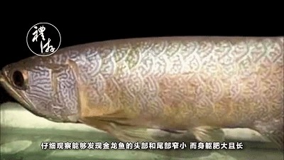 金龍魚怎么做標本