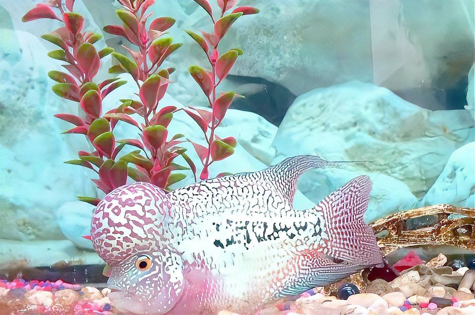 如何調(diào)整金龍魚缸的水質(zhì)參數(shù)？