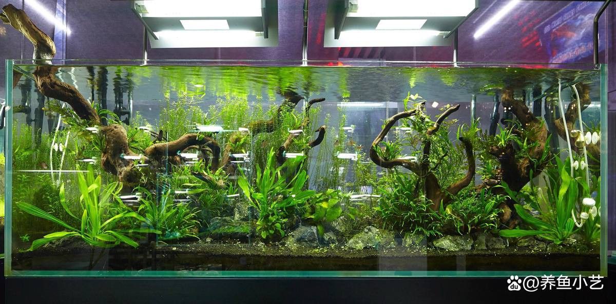 如何調(diào)整金龍魚缸的水質(zhì)參數(shù)？