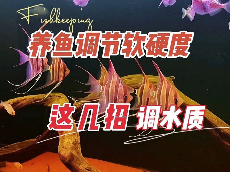 如何調(diào)整金龍魚缸的水質(zhì)參數(shù)？