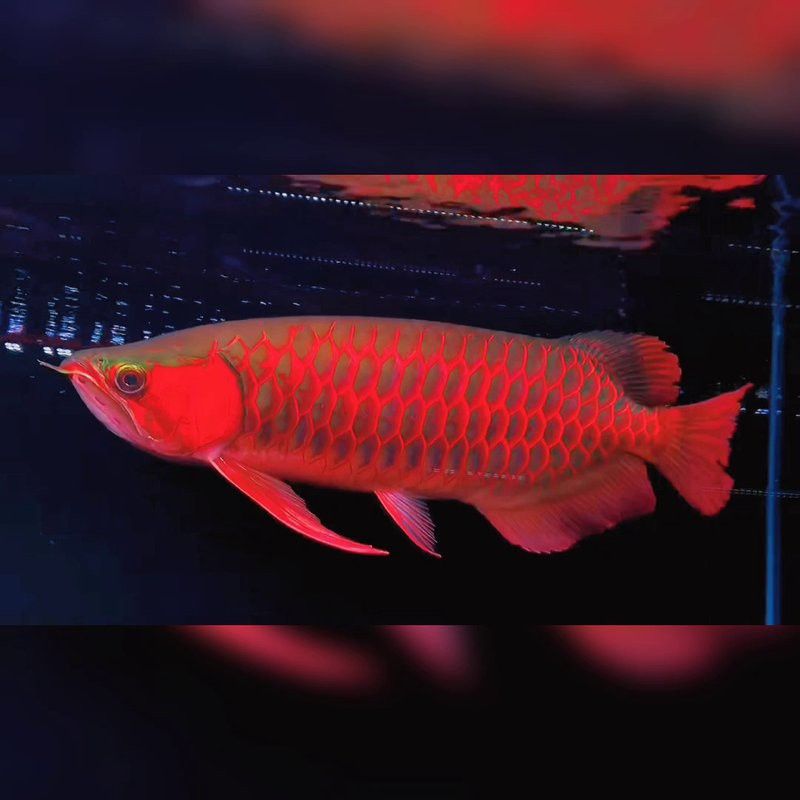 辣椒紅龍魚幼苗的養(yǎng)護(hù)難度大嗎？