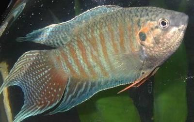 藍龍魚和紅龍魚哪個貴：紅龍魚和藍龍魚哪個貴