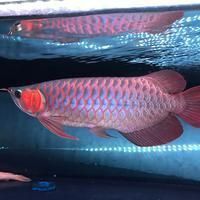 金龍魚大概多少錢一條？