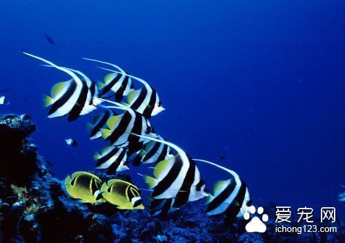 龍魚能耐多少低溫（龍魚的最低溫度大約是多少？）