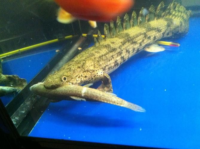 虎紋恐龍魚是保護動物嗎圖片大全