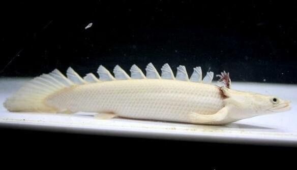 虎紋恐龍魚是保護動物嗎圖片大全