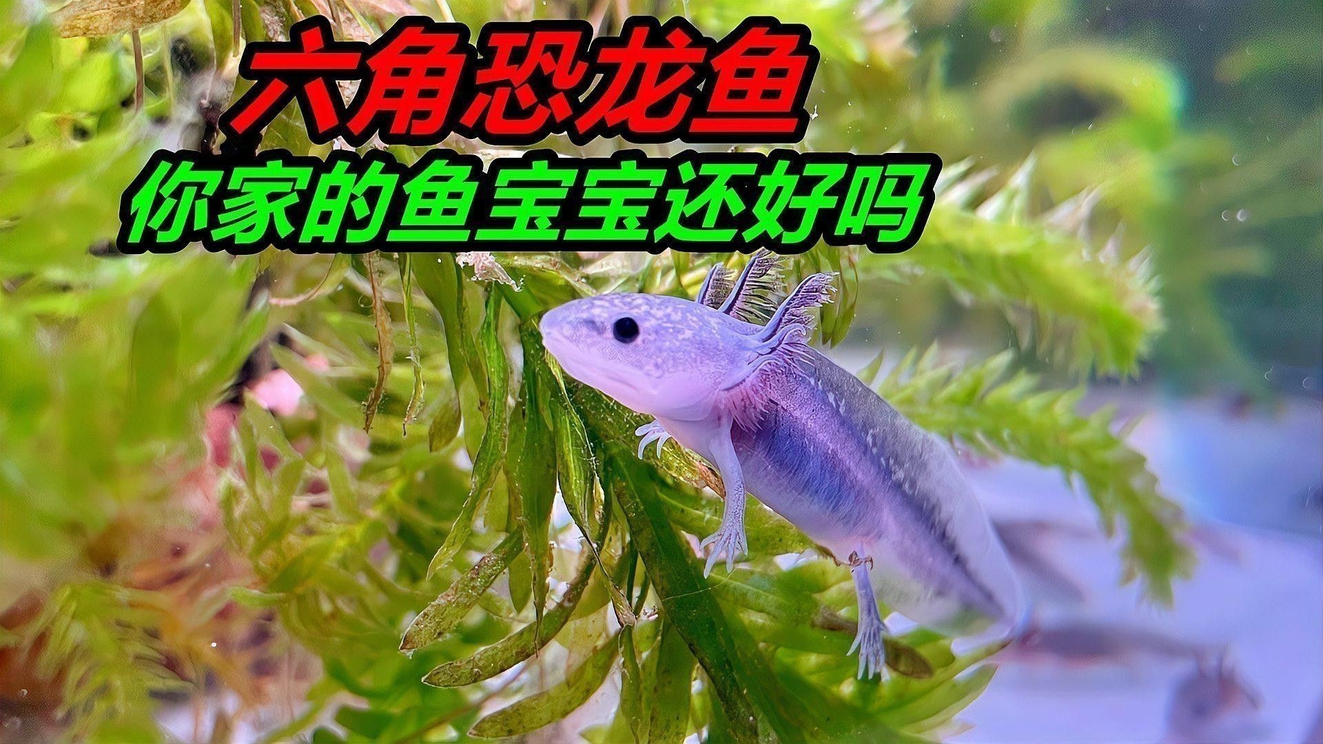 虎紋恐龍魚是保護動物嗎圖片大全