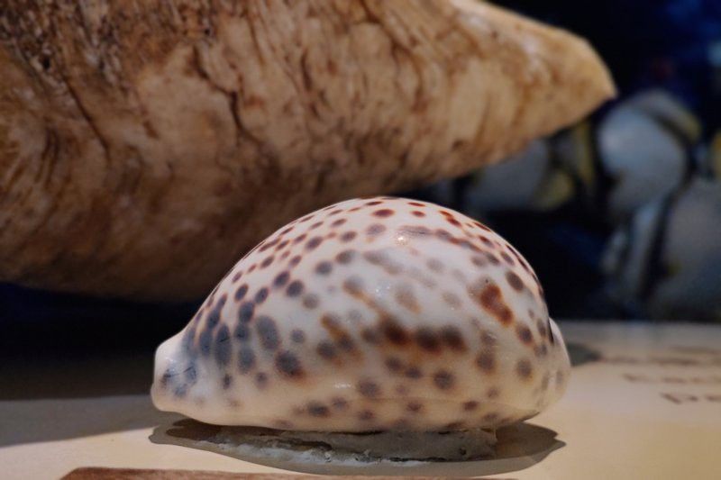 虎紋恐龍魚是保護動物嗎圖片大全