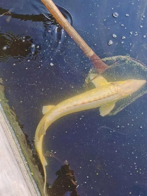 濰坊哪里有賣龍魚的地方呀圖片 龍魚百科 第5張 濰坊哪里有賣龍魚的地方呀圖片 濰坊哪里有賣龍魚的地方呀圖片 龍魚百科 第5張