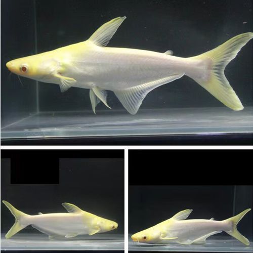 濰坊哪里有賣龍魚的地方呀圖片 龍魚百科 第15張 濰坊哪里有賣龍魚的地方呀圖片 濰坊哪里有賣龍魚的地方呀圖片 龍魚百科 第15張