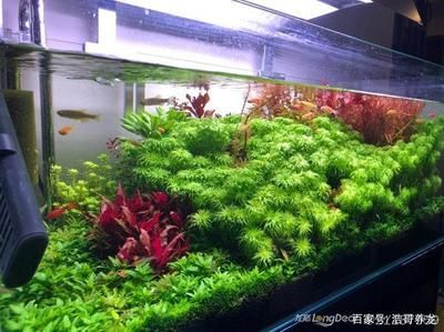 金龍魚缸造景：金龍魚缸造景的注意事項