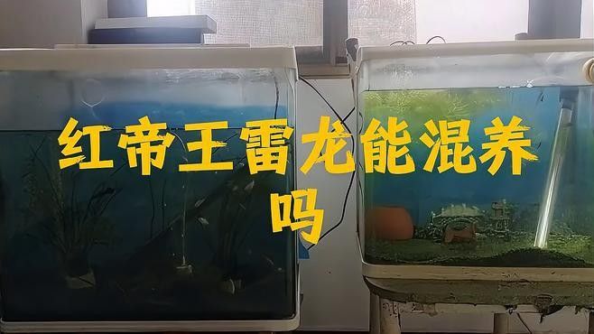 雷龍魚混養一眉道人
