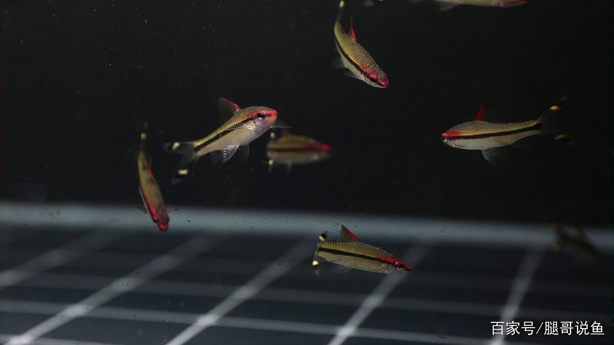 雷龍魚混養一眉道人